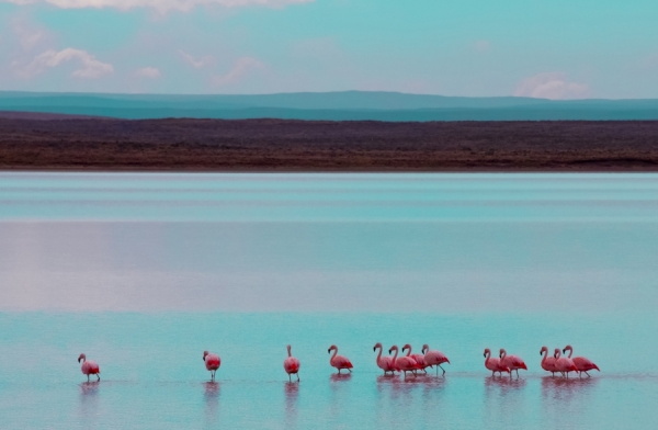 Photograph Adrien De Bontin Flamingos On Water on One Eyeland